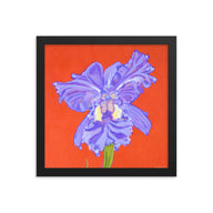 Framed print – Iris explosion on red