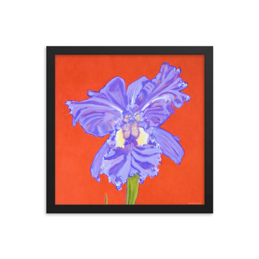 Framed print – Iris explosion on red