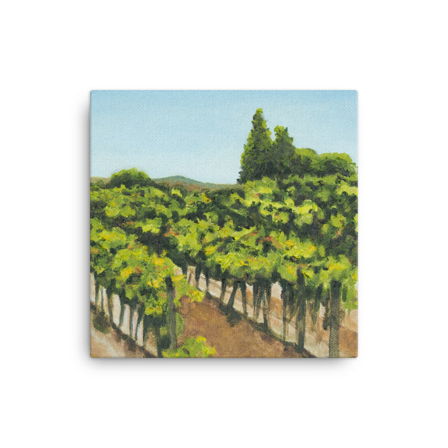 Canvas Art Print - Napa Valley vineyard before harvest 1
