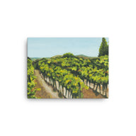 Canvas Art Print - Napa Valley vineyard before harvest 2
