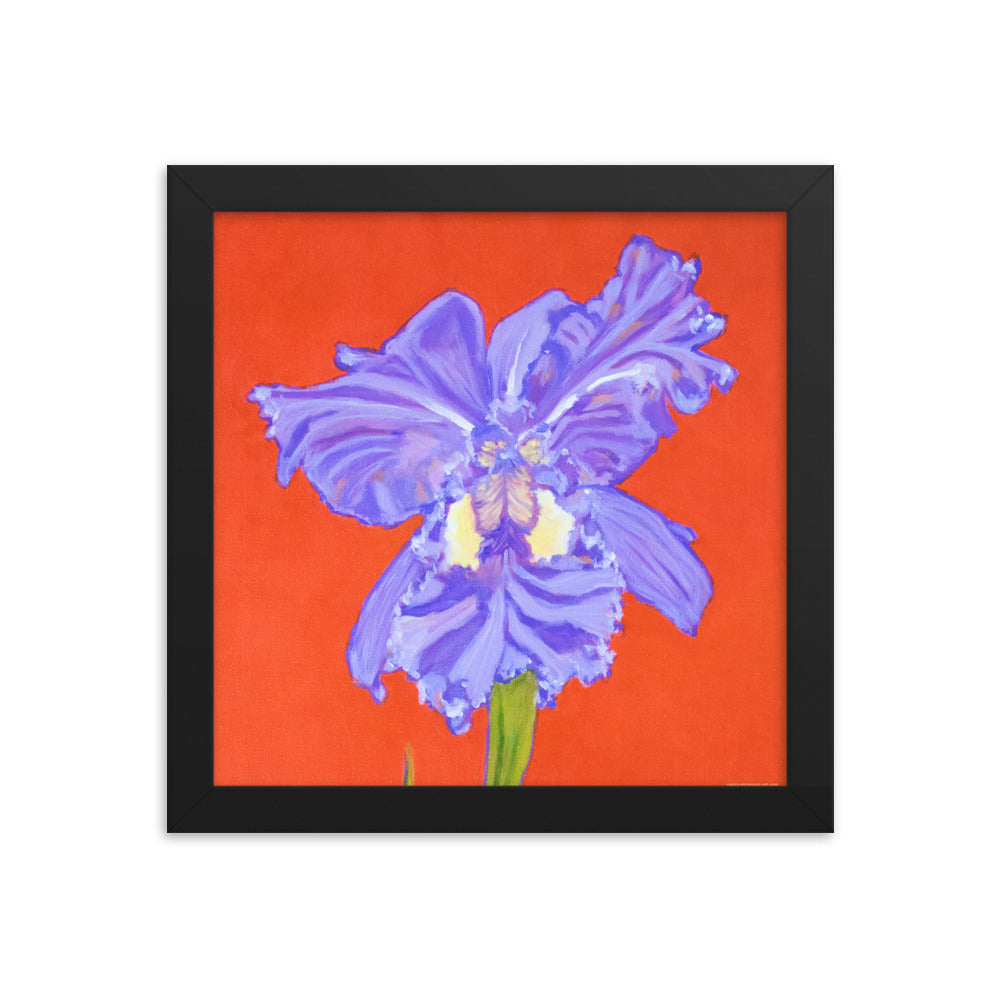 Framed print – Iris explosion on red