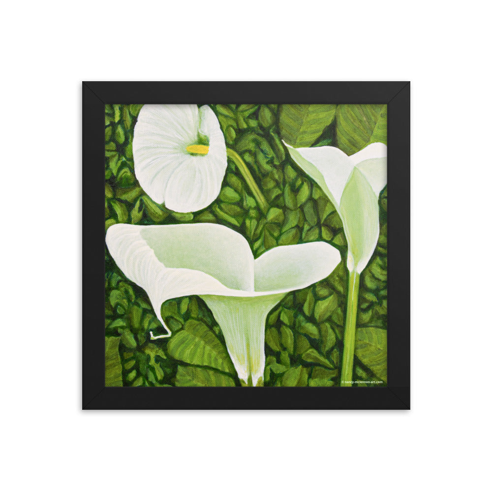 Framed Print - Creamy White Calla Lilies