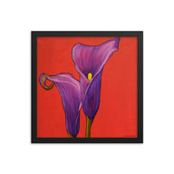 Framed Print - Purple Calla lilies