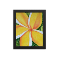 Framed print - Plumeria