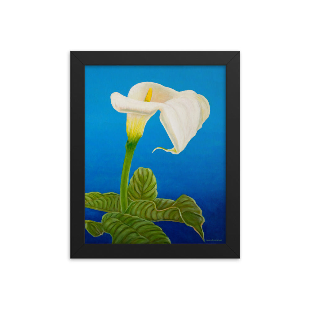 Framed print - White Calla lily on blue