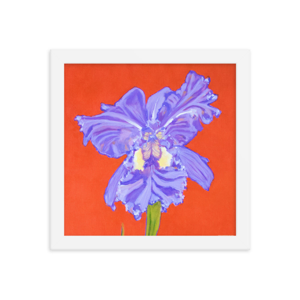 Framed print – Iris explosion on red