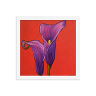 Framed Print - Purple Calla lilies
