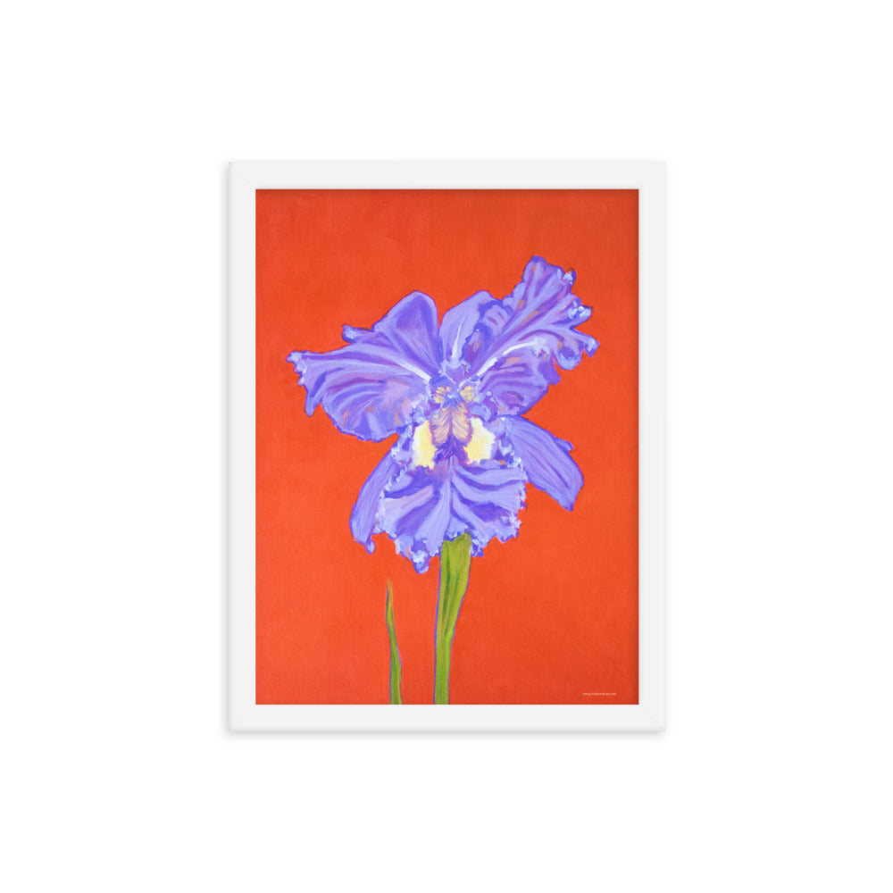 Framed print – Iris explosion on red