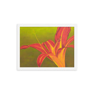 Framed print – Ruby spider daylily on green