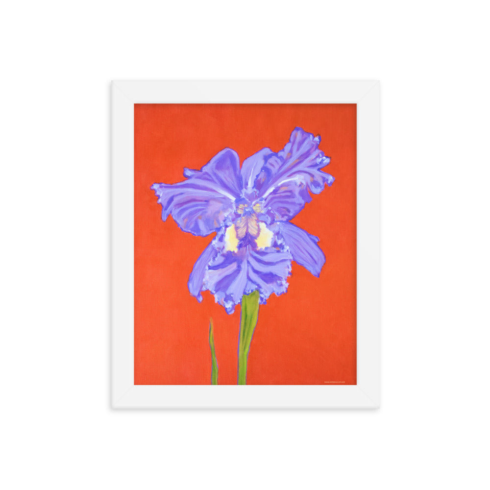 Framed print – Iris explosion on red