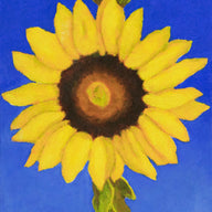 a painting by fine artist Nancy McLennon of a single yellow sunflower on an ultramarine background