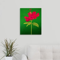 A painting, by fine artist Nancy McLennon, of a single Tall Hibiscus Rosa-Sinensis on green background  hanging over a couch