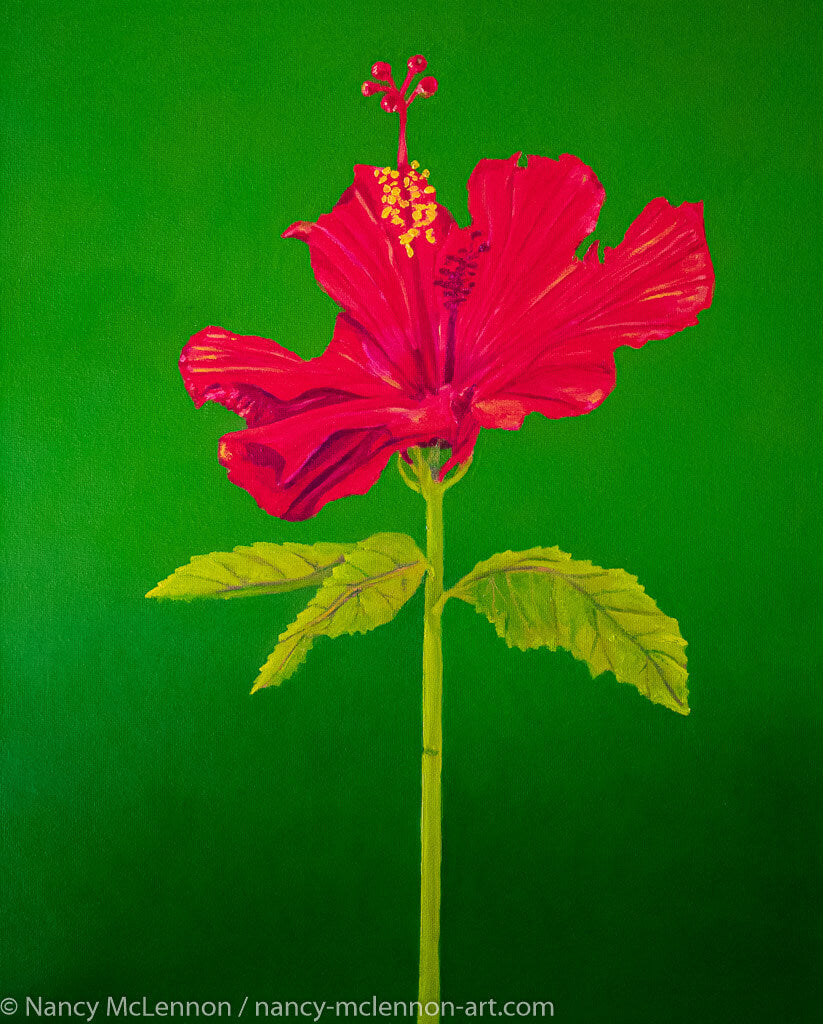 A painting, by fine artist Nancy McLennon, of a single Tall Hibiscus Rosa-Sinensis on green background