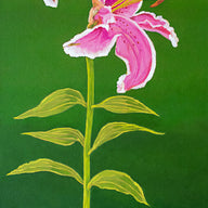 A painting, by fine artist Nancy McLennon, of a single Stargazer lily on green background