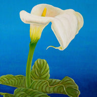 A painting, by fine artist Nancy McLennon, of a single White calla lily on blue background