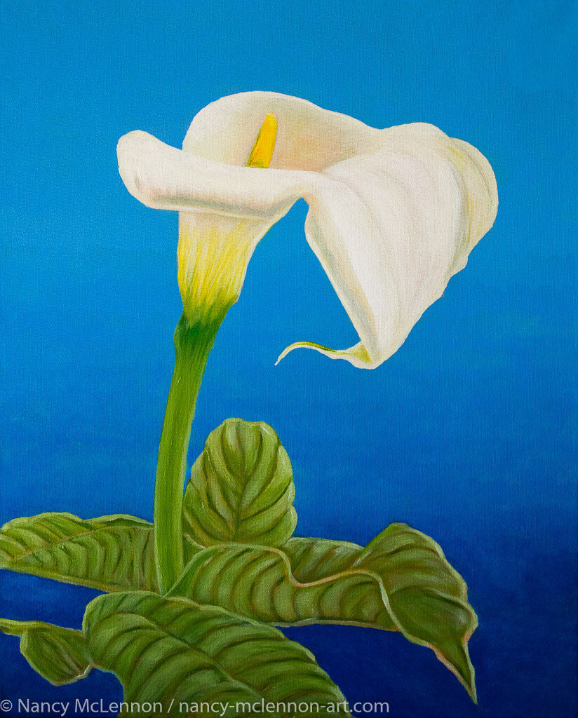 A painting, by fine artist Nancy McLennon, of a single White calla lily on blue background